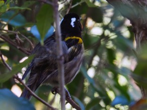 PUKAHA Centre de préservation d'oiseaux de NZ