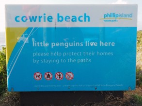 La parade des pingouins de Phillip Island